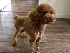 -Oh My Dog宠物沙龙(伊珊娜皮毛护理店)