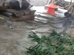 -海南热带野生动植物园