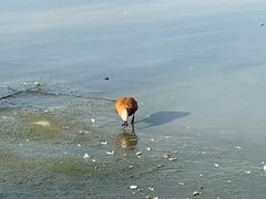 -青藏高原野生动物园