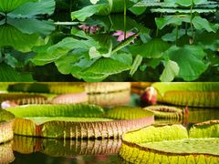 -国家植物园南园