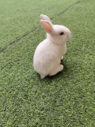 -萌宠亲子动物乐园(槐房万达店)