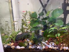 -媛媛家秘制鸡丝凉皮(陆慕店)