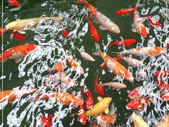 -南宫五洲植物乐园