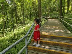 -五营红松林海景区