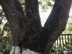 -张坝桂圆林公园