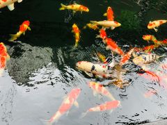-华庭苑农家乐(旺山店)