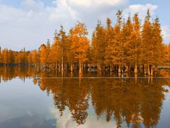 -白鹭湾湿地公园