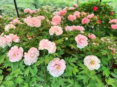 -洛阳市隋唐城遗址植物园