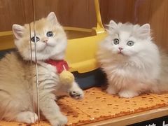 -欣宠猫屋·矮脚拿破仑·蓝金金渐层