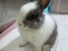 -萌兽医馆·眼科·异宠专科(三里屯店)