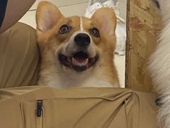 -怪兽屋·羊驼·猫咖·狗咖(俊华广场店)