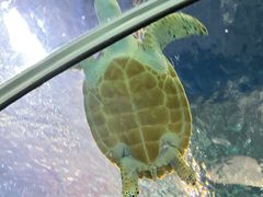 -上海海洋水族馆