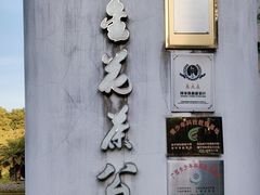 -金花茶公园