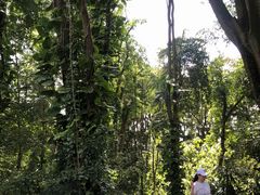 -广西壮族自治区药用植物园