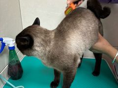 -北京观赏动物医院·24小时大型综合·猫专科·异宠专科
