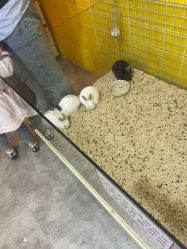 点击看大图 -神奇动物撸宠馆·羊驼·小浣熊·异宠(豫园店)