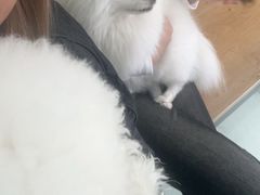 -瑞鹏宠物医院·宠保定点·心脏科·内科(御桥分院)