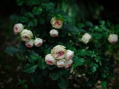 -苏州河梦清园环保主题公园