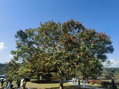 -中国科学院西双版纳热带植物园