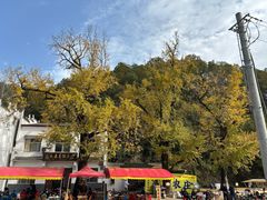-千年银杏谷文化旅游区