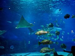 -烟台海昌鲸鲨海洋公园