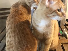 -Cappucimeow猫咪咖啡馆(韦伯时代店)