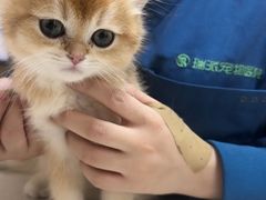 -瑞派康怡24h宠物医院·犬猫医疗中心·微创绝育(瑞景分院)