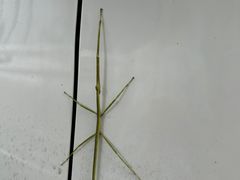 -南京老山国家森林公园