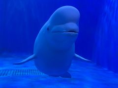 -多彩贵州城极地海洋世界