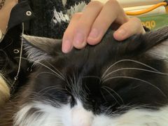 -平行世界·猫咖(首经贸店)