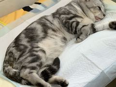 -瑞派天宁宠物医院·猫科·异宠中心