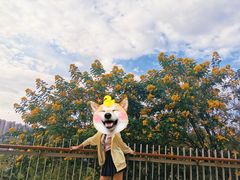 -飞凤山奥体公园