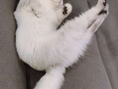 -猫大福·Fortune Cat猫舍(百子湾店)