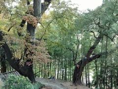 -塔川景区