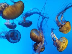 -太平洋海底世界