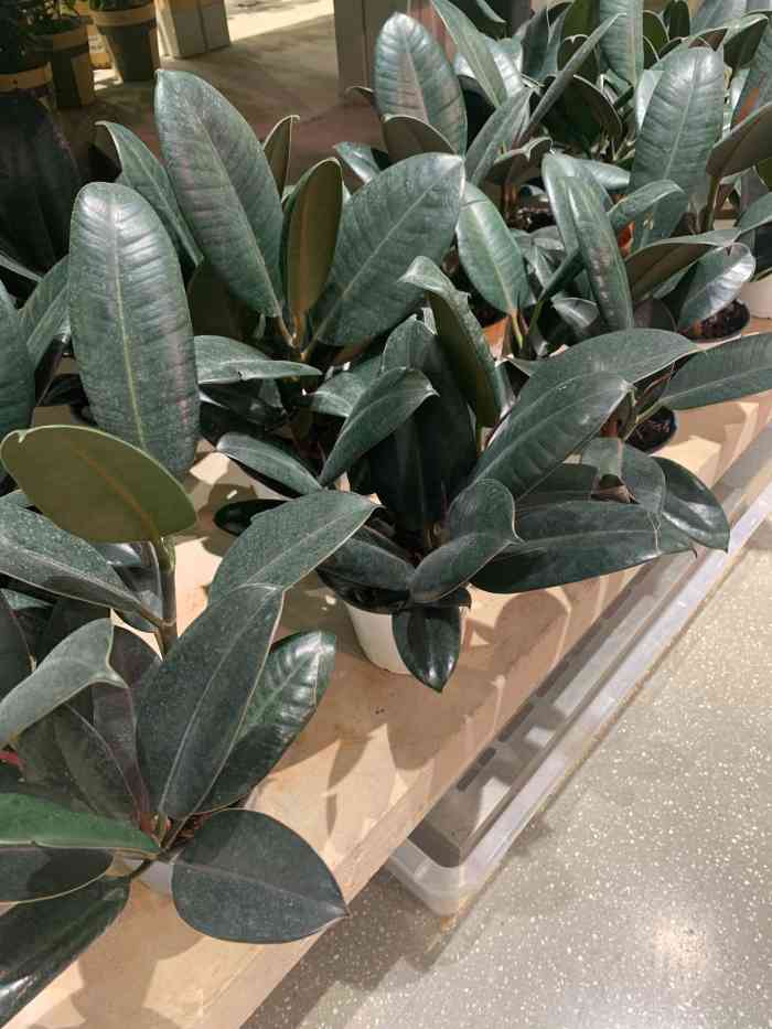 ludao鹿岛生活(龙湖重庆金沙天街店)-"已经记不清是第几次来鹿岛买