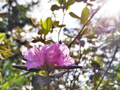 -黑龙江省森林植物园