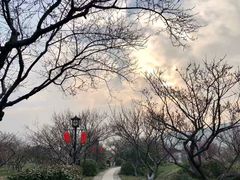-林屋梅海青梅保护基地