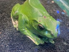 -上海大自然野生昆虫馆(东方明珠·爬宠昆虫探索中心)