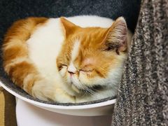 -猫大福·Fortune Cat猫舍(百子湾店)