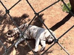 -西霞口神雕山野生动物世界