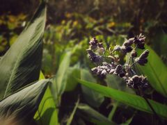 -昆山城市生态森林公园