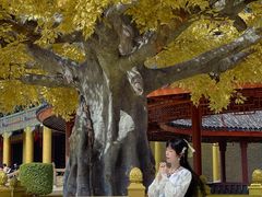 -广东圆玄道观