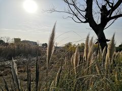 -长广溪湿地公园