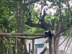 -都江堰中华大熊猫苑