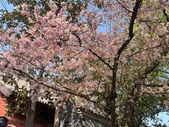 -洛阳白马寺