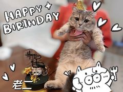 -momokira米努特·德文卷毛猫·棉花面纱犬