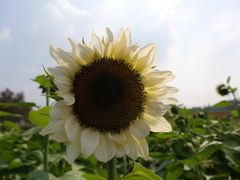 -花开海上生态园