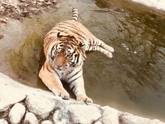 -西安秦岭野生动物园