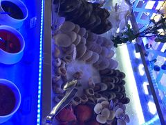 -339旋转餐厅(天府熊猫塔店)